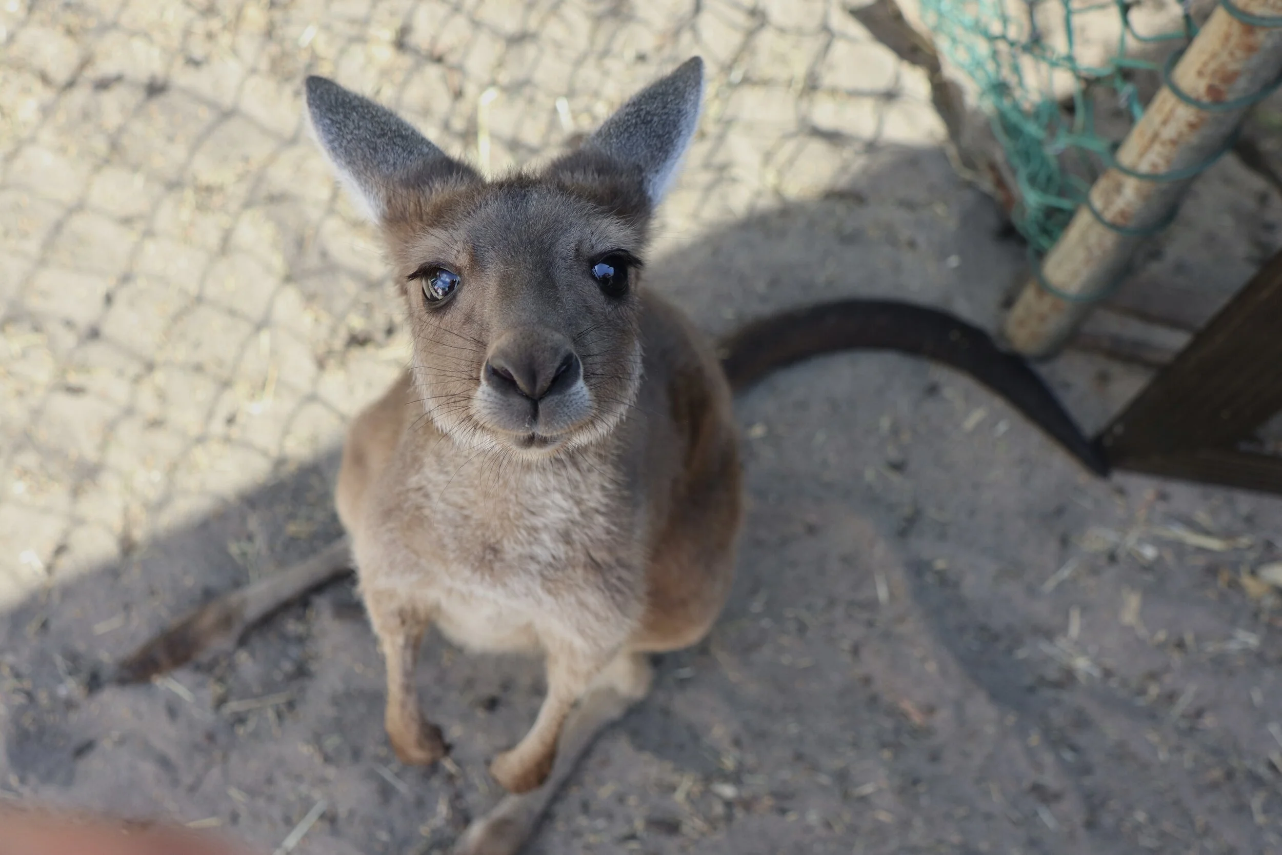 野生動物レスキューセンターで働いて気付いた、気候危機と野生
